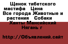 Щенок тибетского мастифа › Цена ­ 60 000 - Все города Животные и растения » Собаки   . Ханты-Мансийский,Нягань г.